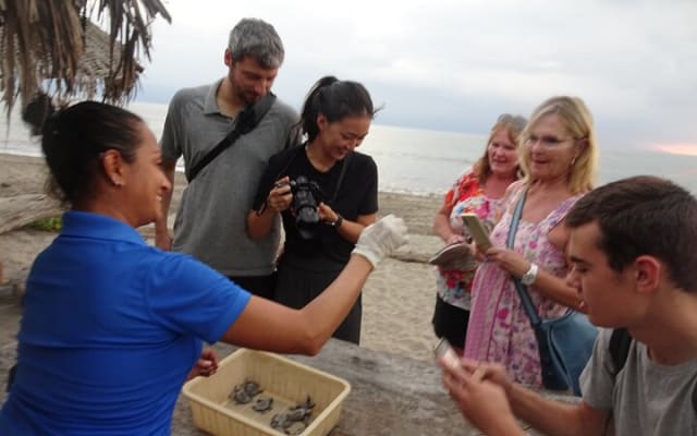 Experiencia de liberación de tortugas marinas y conservación en Puerto Vallarta photo 9
