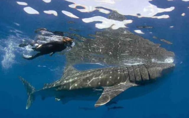 Swim with Whale Shark from Isla Mujeres and Cancun
