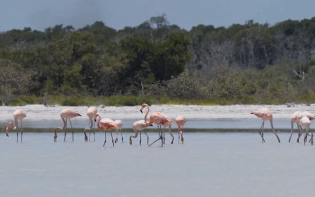 Full Day Tour from Tulum to Rio Lagartos photo 2