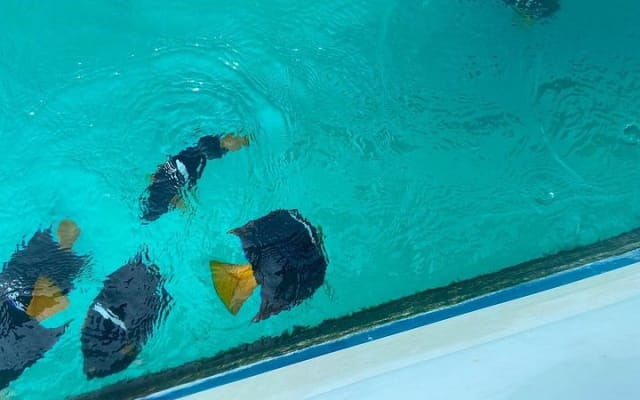 Snorkel & Playa Nopalera • Private Tour • Punta Mita photo 3