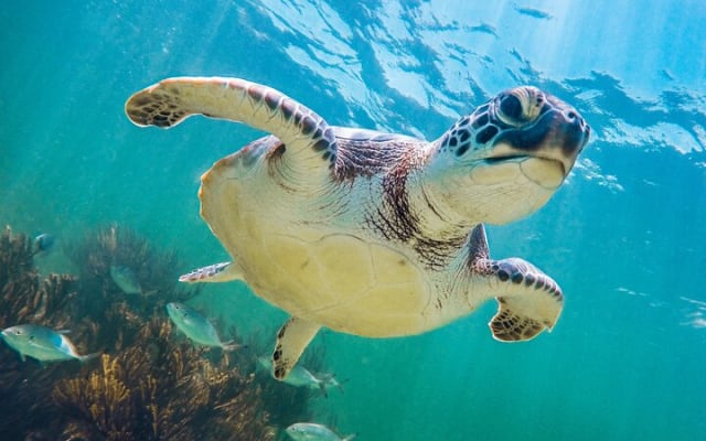Turtle and Reef Sanctuary Snorkeling photo 7