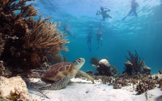 Day Tour: Tulum Cenote and Swimming with Turtles From Cancun photo 4