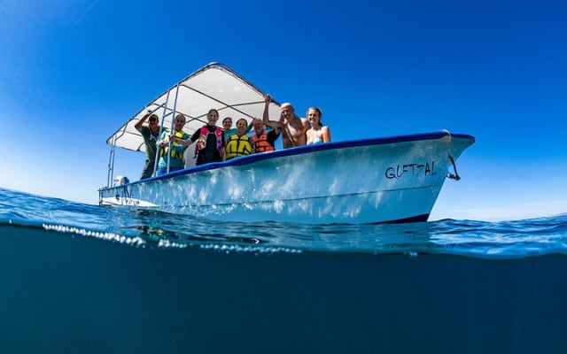 Tour de snorkel con tiburón ballena en grupo pequeño con biólogo marino photo 4