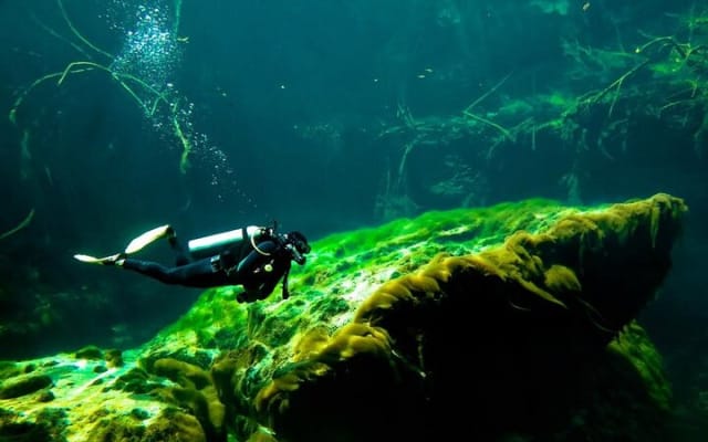 2 Cenotes Guided Snorkeling Adventure in Tulum photo 11