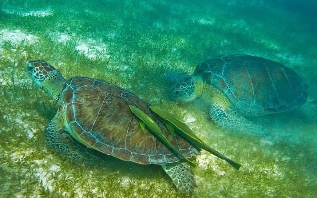 Atv Turtles and Cenote photo 9