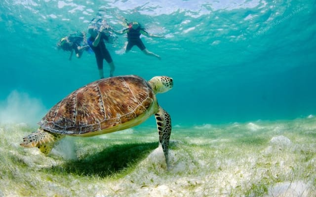 Turtle Snorkeling Private Tour – Sea Turtles & Cenote in Tulum photo 4