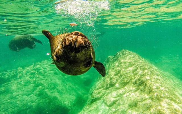 Whale Shark & Sea Lion Snorkeling Picnic at Espiritu Santo Island photo 8