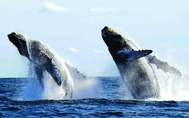 Puerto Vallarta: Private Whale Watching Aboard Luxury Yacht