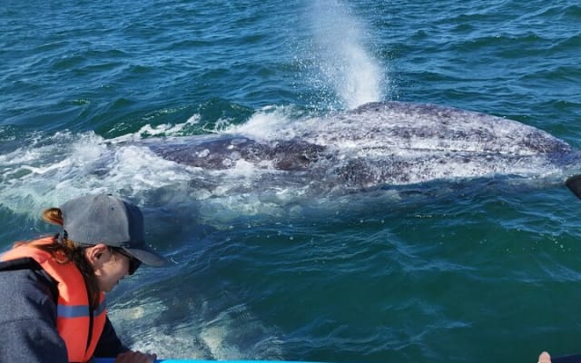 Full Day Gray Whale Watching Experience
