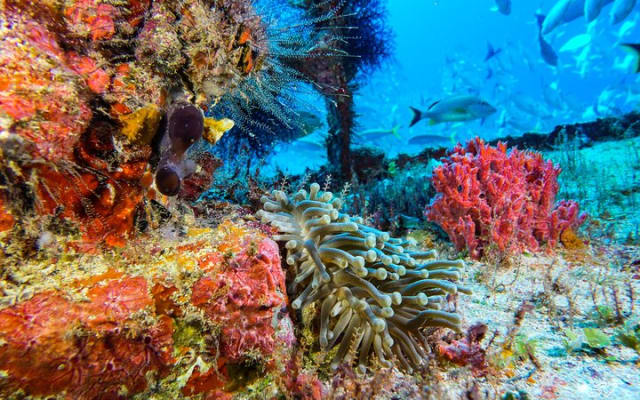 Incredible 2-tank Dive on the Drift Reef in Isla Mujeres