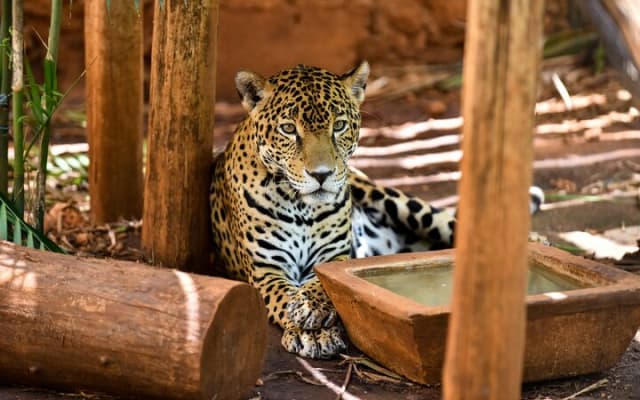 Tour a Uxmal, Cenote Sambula y Museo Choco Story photo 13