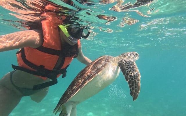 Private Snorkeling with Sea Turtles in Akumal Beach