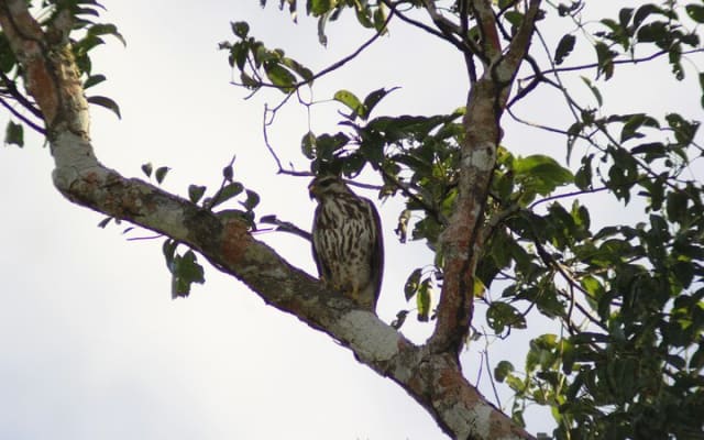 Merida Yucatan Birdwatching Activity photo 6