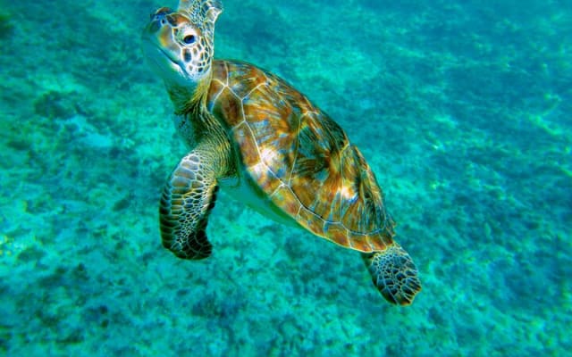 Cenote Turtle and Beach Club Full Day Tour photo 2