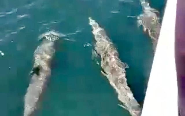 Observation privée des baleines de 4 heures à Puerto Vallarta photo 4