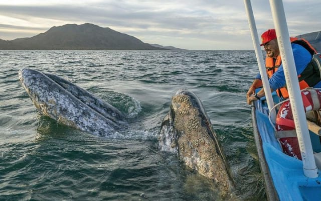 Gray Whales Watching in Magdalena Bay