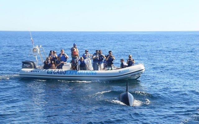 Up Close Whale Watching by Zodiac in Cabo San Lucas