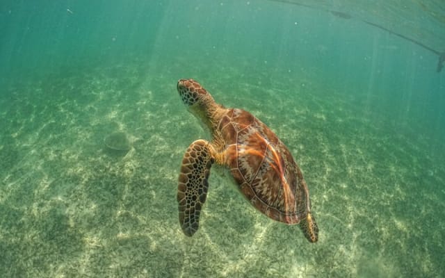 Tulum Ruins, Cenote Cave and Swimming with Turtles From Tulum photo 15