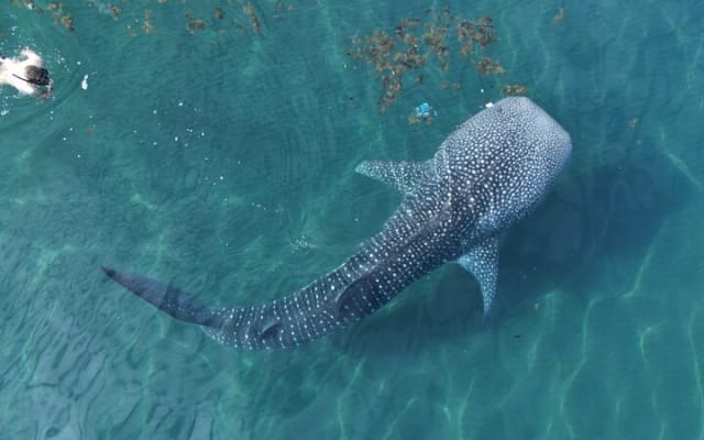 Whale Shark Adventure with a Marine Biologist