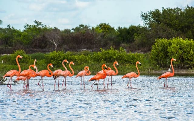 Flamingo Watching Private Tour in Celestun Biosphere Reserve photo 5