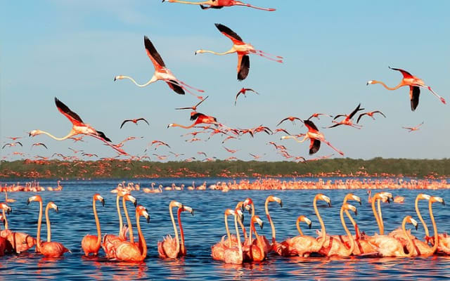 Flamingo Watching Private Tour in Celestun Biosphere Reserve photo 2