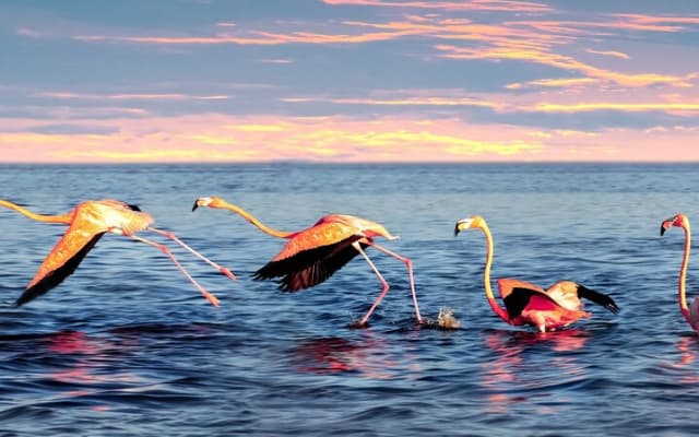Flamingo Watching Private Tour in Celestun Biosphere Reserve photo 6