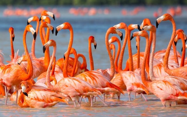 Flamingo Watching Private Tour in Celestun Biosphere Reserve