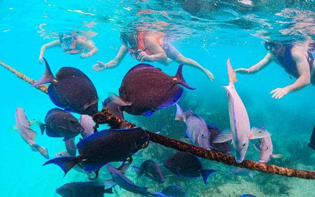 Nager avec les tortues d'Akumal photo 6