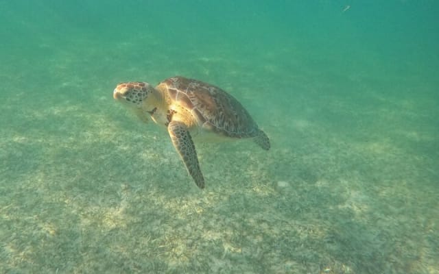 Nager avec les tortues d'Akumal photo 11