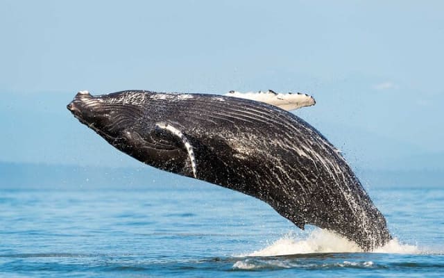 Huatulco Dolphin & Whale Watching