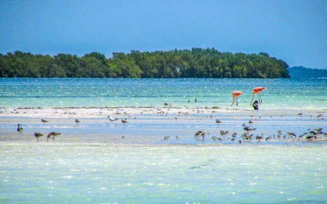 Fall in love with the Holbox island tour, Punta Mosquito & lunch. photo 11