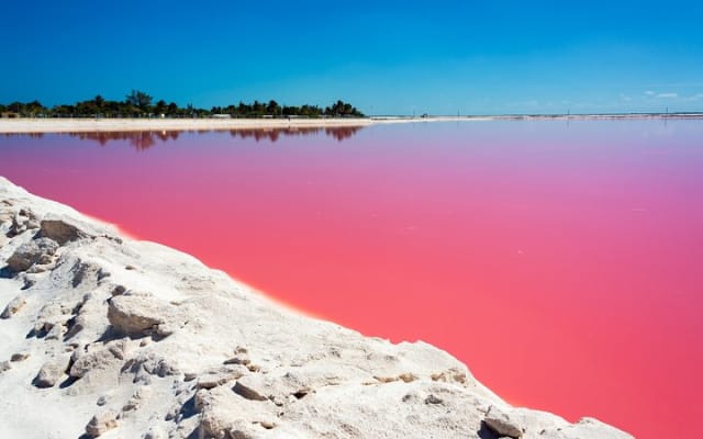 Tour to Las Coloradas Pink Waters and Boat Ride in Rio Lagartos with Lunch. photo 10