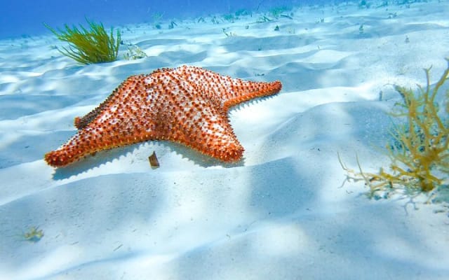 The most exciting Snorkel Tour at El Cielo reef. Discover the sky in the sea. photo 6