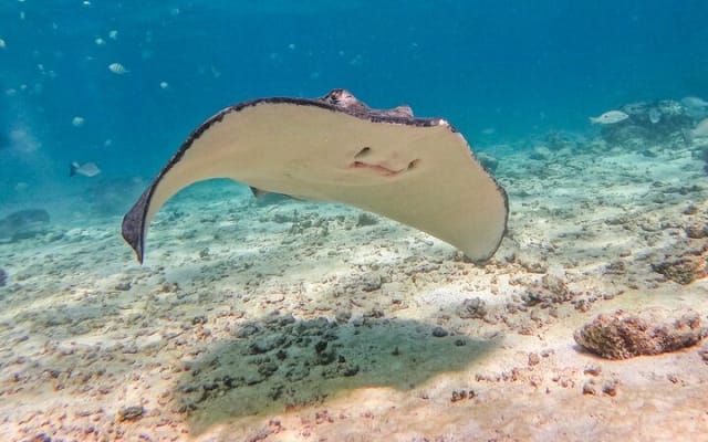 2-Hour Snorkeling in Two Spots of Tulum's Reef photo 13