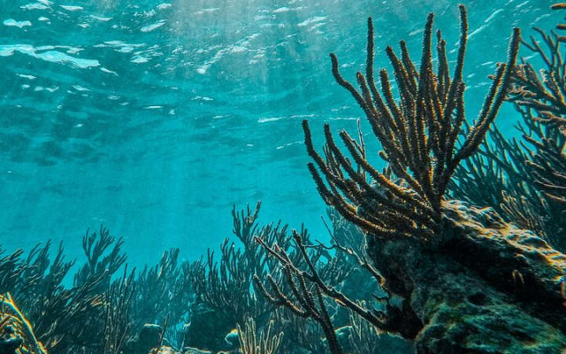 2-Hour Snorkeling in Two Spots of Tulum's Reef photo 14