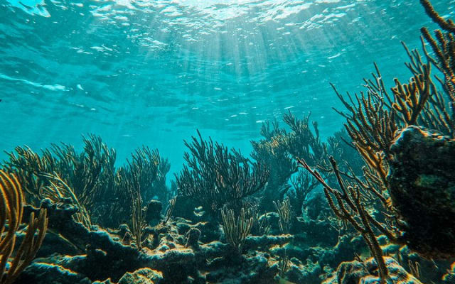 2-Hour Snorkeling in Two Spots of Tulum's Reef photo 10