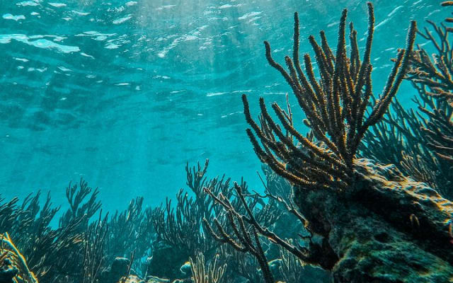 1.5 hours Snorkeling at Tulum's paradise reef photo 11