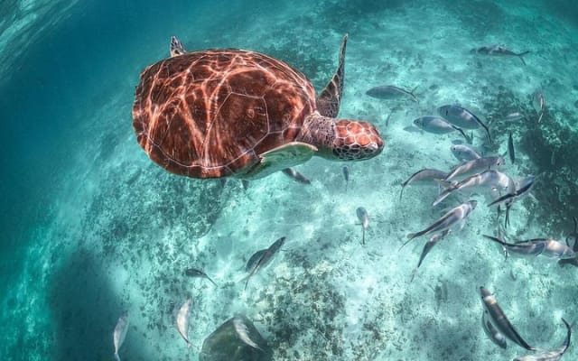Cenote Cavern Tour and Swim with Sea Turtles in Akumal photo 9
