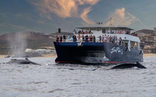 Whale Watching Dinner Cruise in Cabo San Lucas