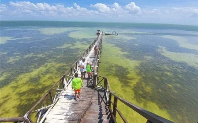 Holbox: Pajaros island, Pasion Island & Punta Mosquito- pick up photo 11