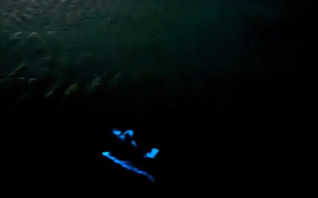 Holbox Kayak Bioluminescence Experience photo 8