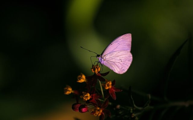 Butterfly Experience Nature Park Admission