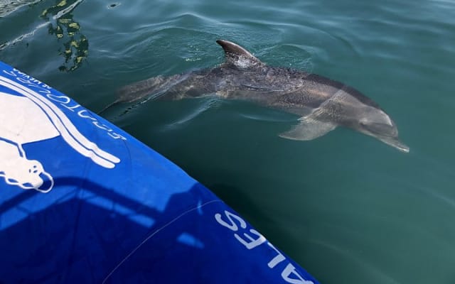 Rencontre avec des dauphins sauvages et aventure de snorkeling photo 3