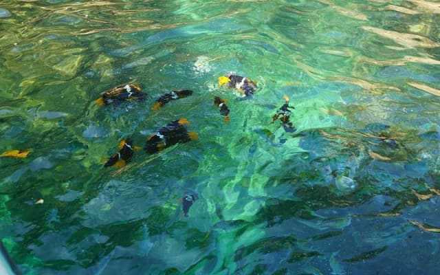 Tour privado de medio día con snorkel en Playa Animas photo 4