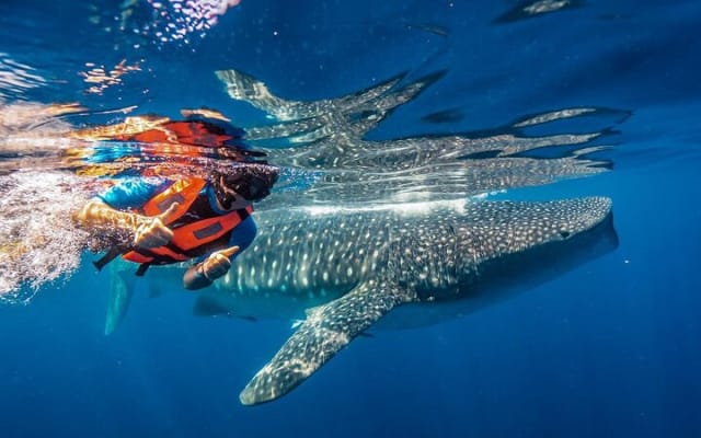 Cancun, Isla Mujeres and Riviera Maya: Swim with whale sharks!
