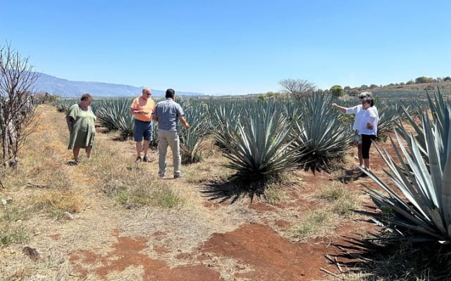 Tequila Jalisco Full Day Tour from Puerto Vallarta
