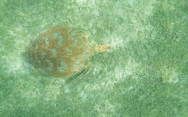 Full Day Tulum Ruins Tour with Cenote and Snorkeling Sea Turtles photo 9