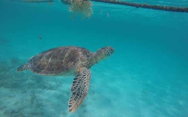 Full Day Tulum Ruins Tour with Cenote and Snorkeling Sea Turtles photo 8