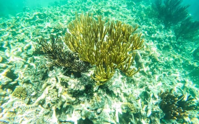 Half Day Semiprivate Snorkeling with Turtles and Majestic Cenote photo 14