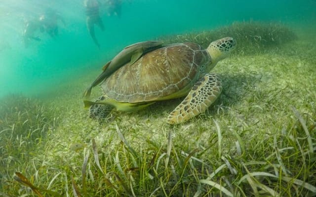 Half Day Semiprivate Snorkeling with Turtles and Majestic Cenote photo 10